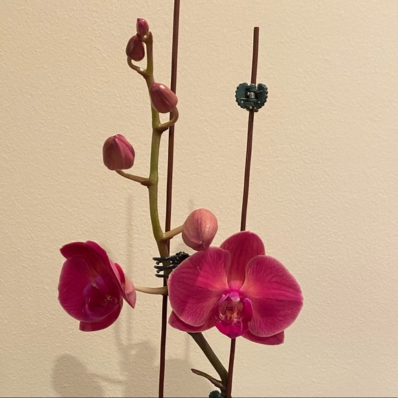 Meet your Posher, Tammy - Picture 1 of 1